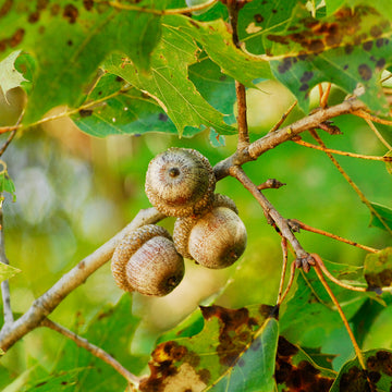 Image of northern red oak acorns in a tree.